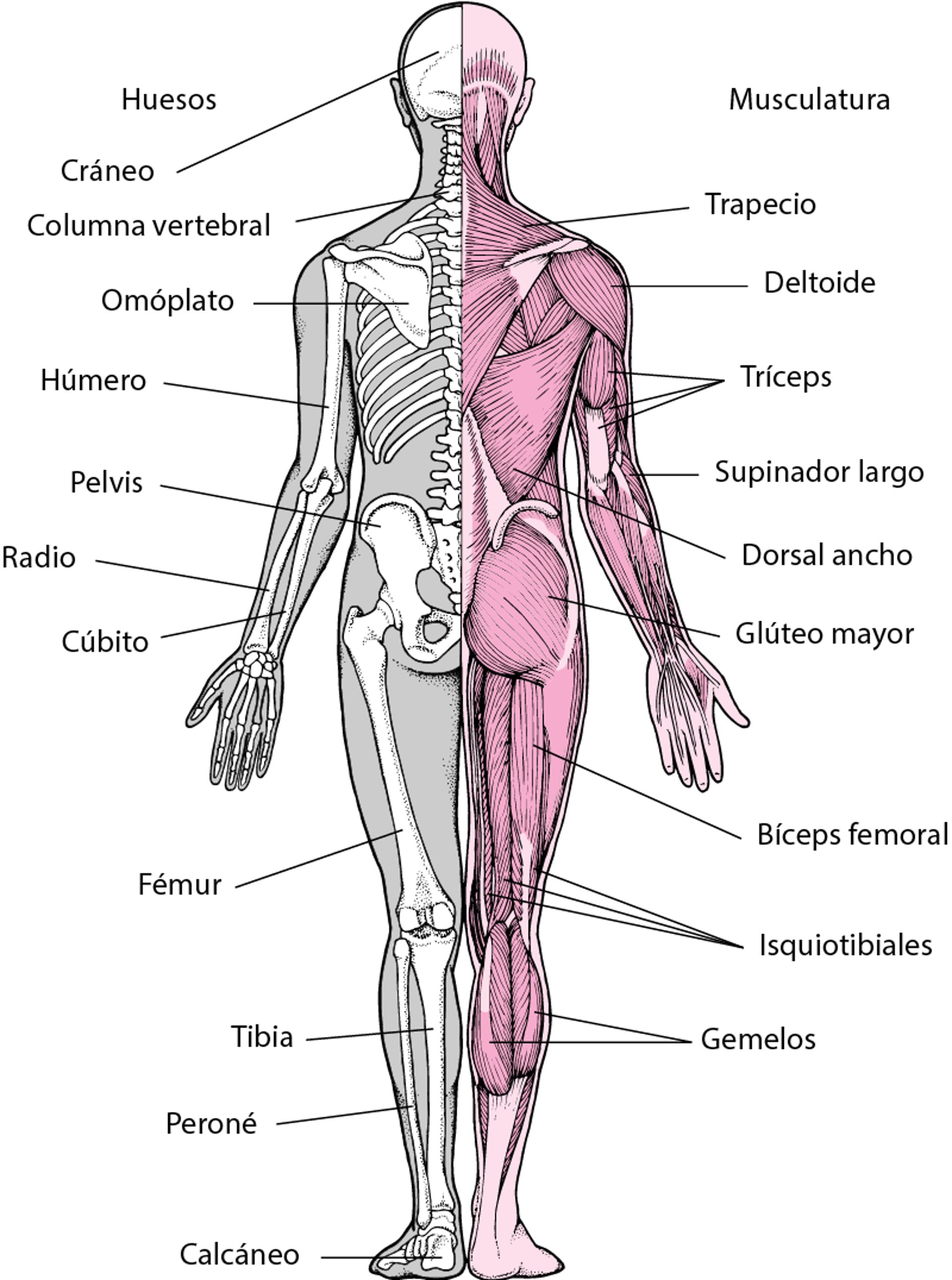Sistema musculoesquelético (2)