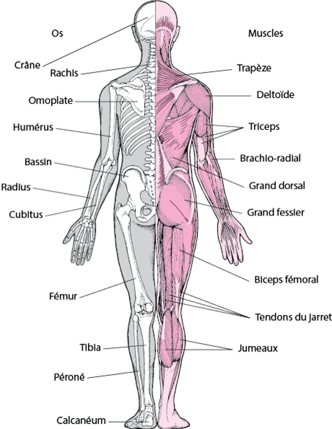 Système musculosquelettique (2)