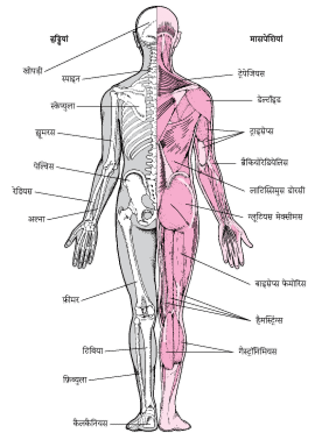 मस्कुलोस्केलेटल सिस्टम (2)