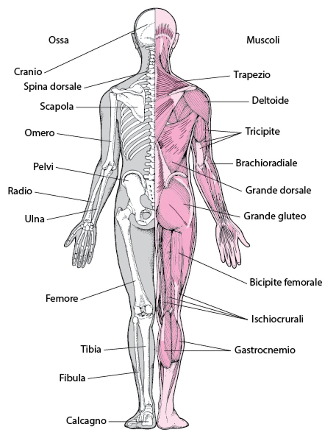 Sistema muscoloscheletrico (2)