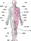 筋骨格系きんこっかくけい（2）