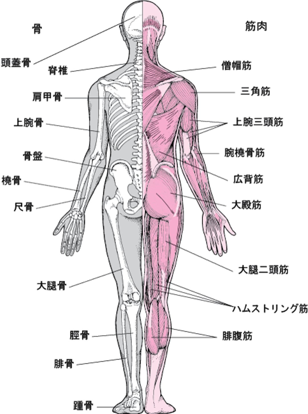 <ruby >筋骨格系<rt >きんこっかくけい</rt></ruby>（2）