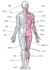 근골격계(2)