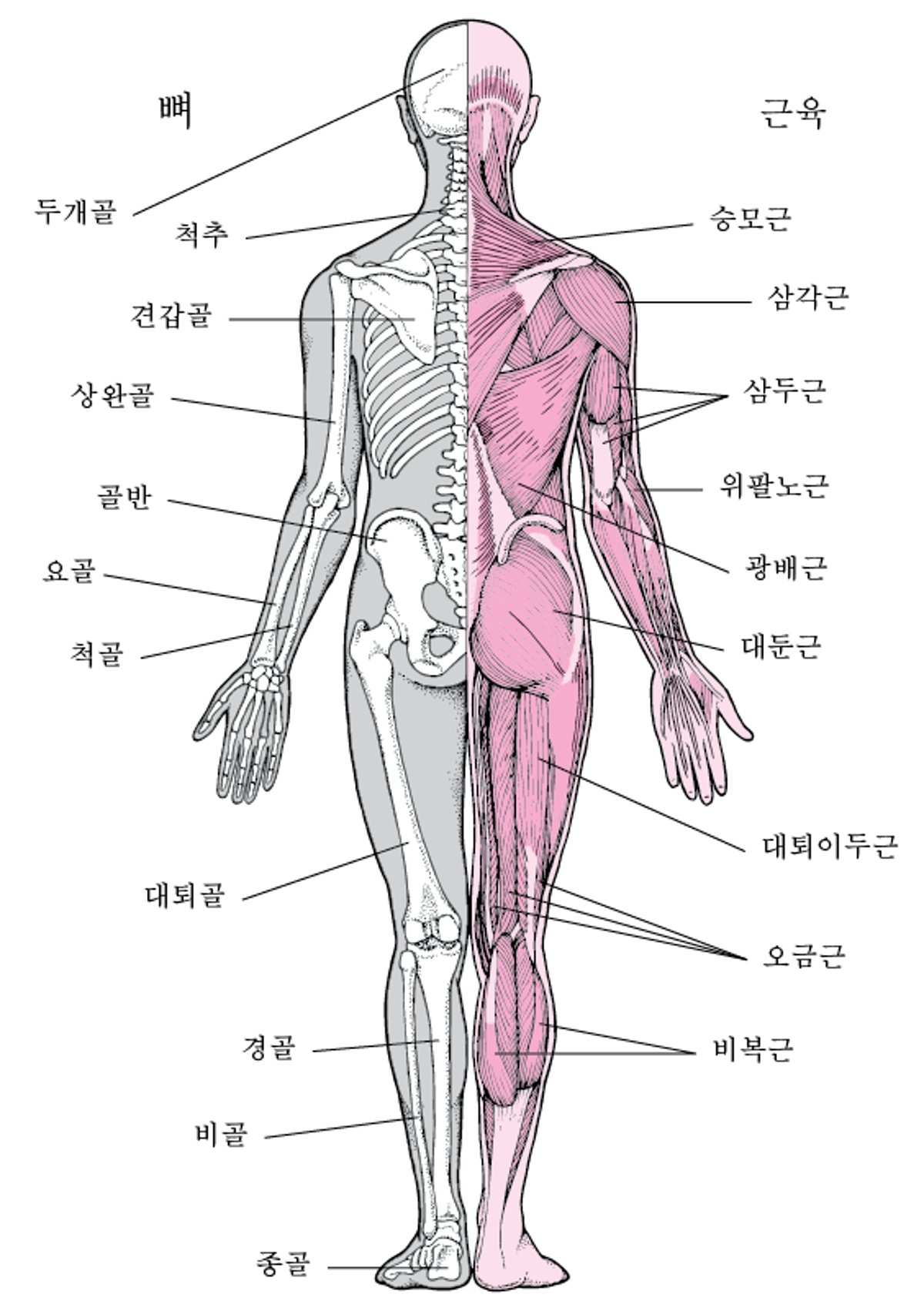 근골격계(2)