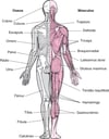 Sistema musculoesquelético (2)