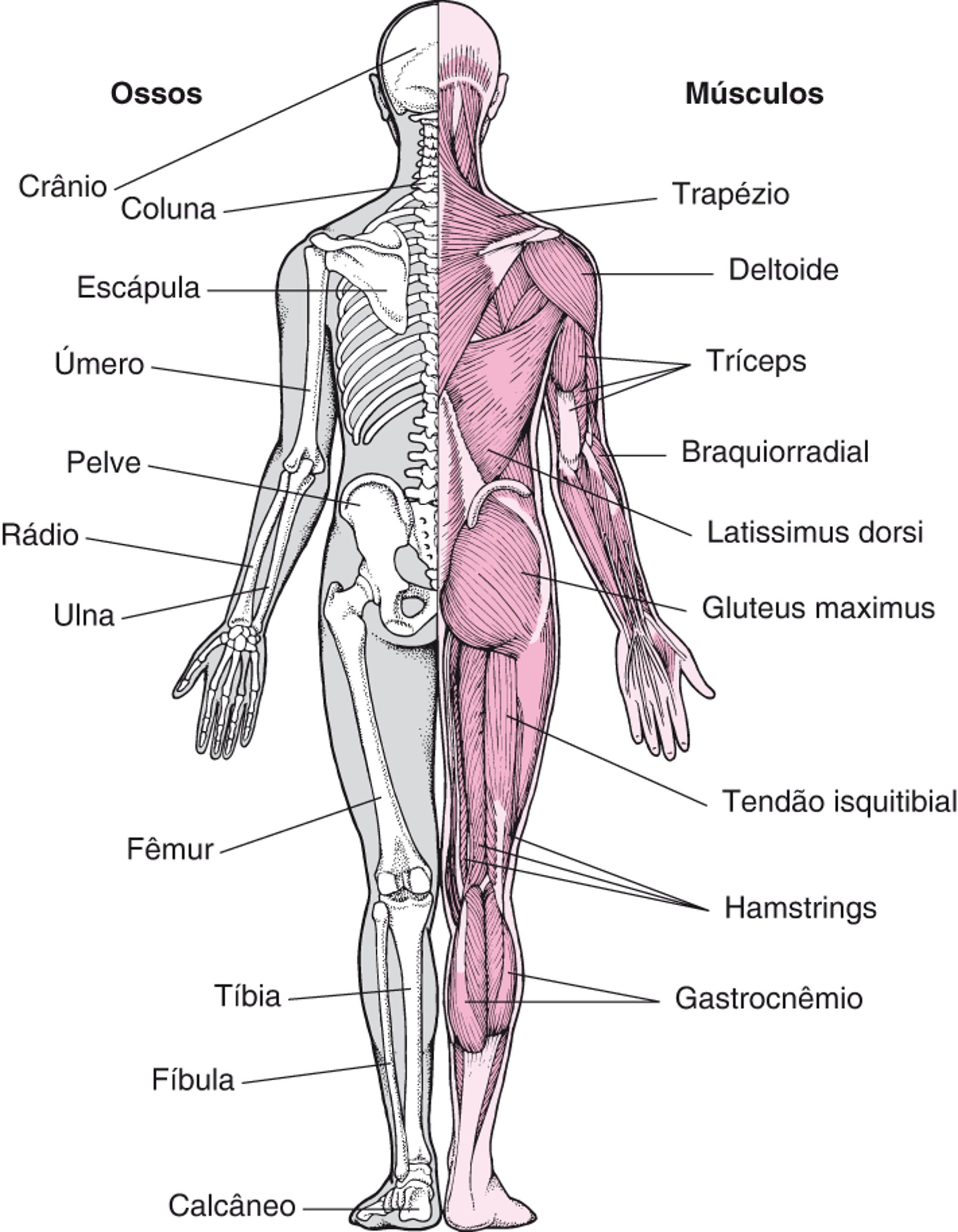 Sistema musculoesquelético (2)