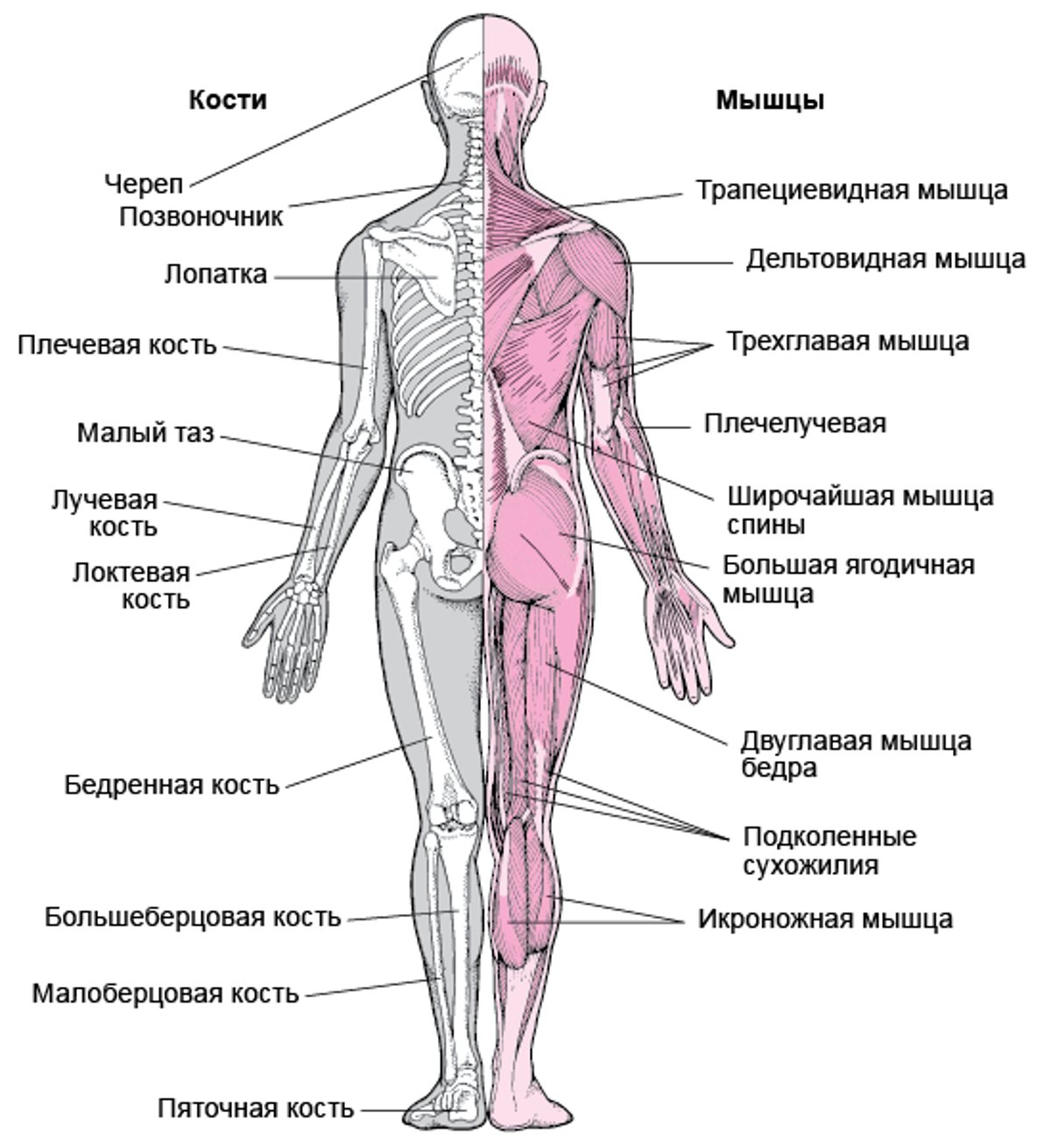 Костно-мышечная система (2)