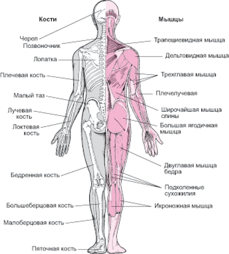 Костно-мышечная система (2)