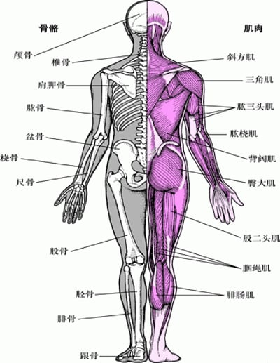 肌肉骨骼系统(2)
