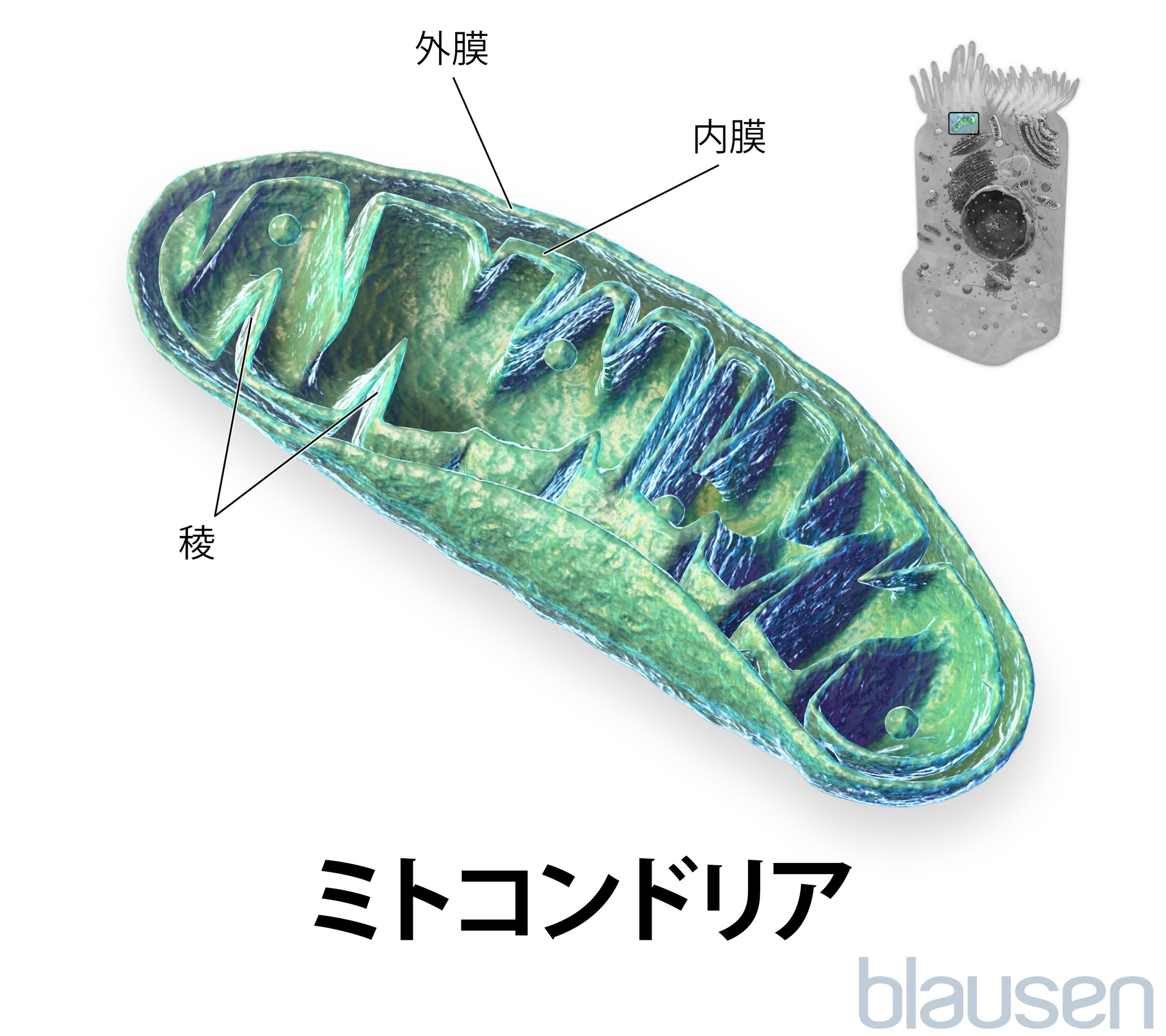 ミトコンドリアの内部