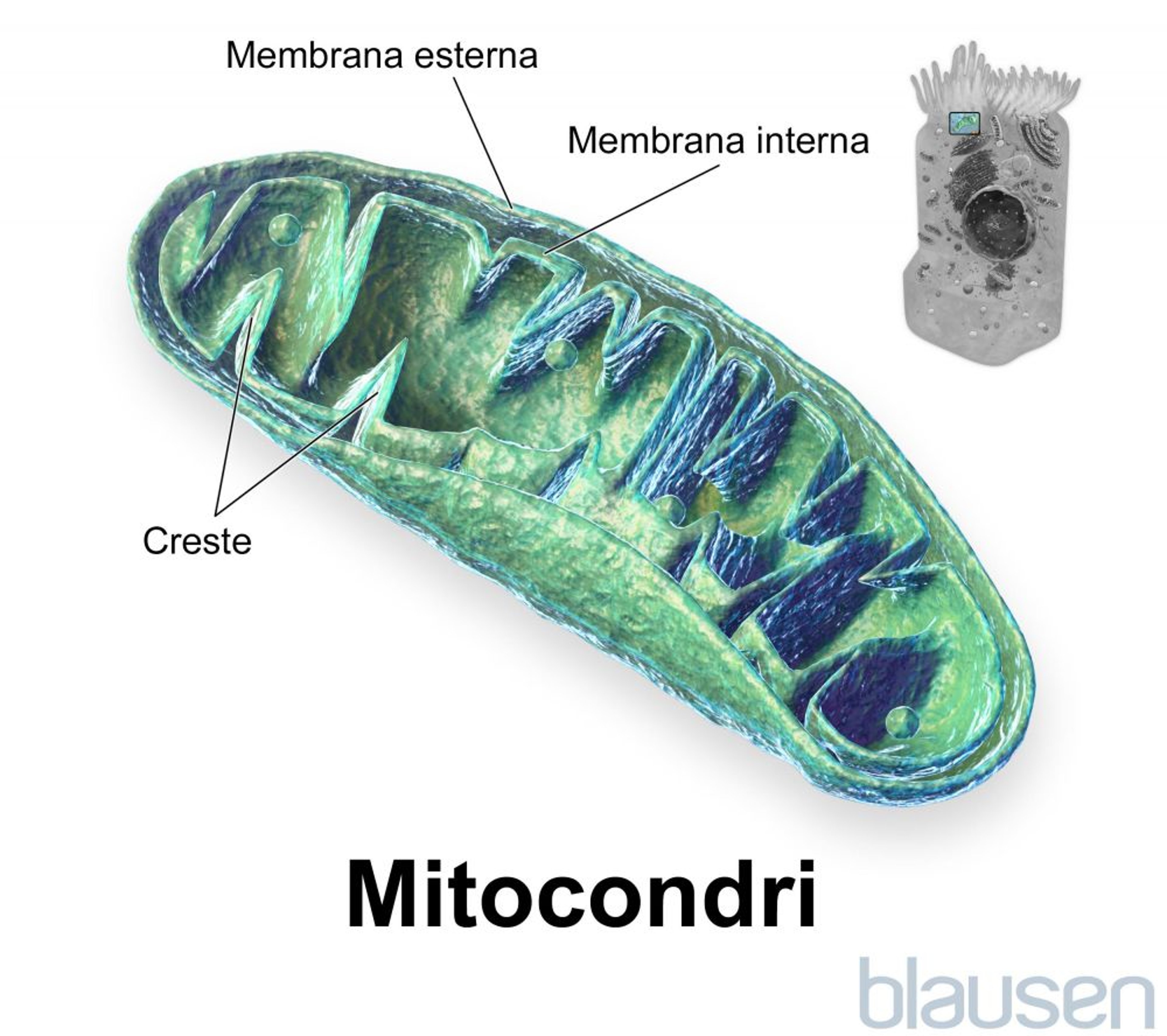 Interno di un mitocondrio