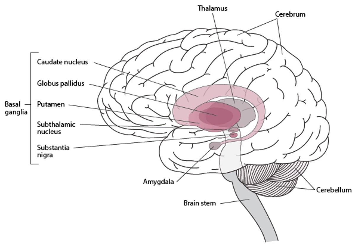 Locating the Basal Ganglia