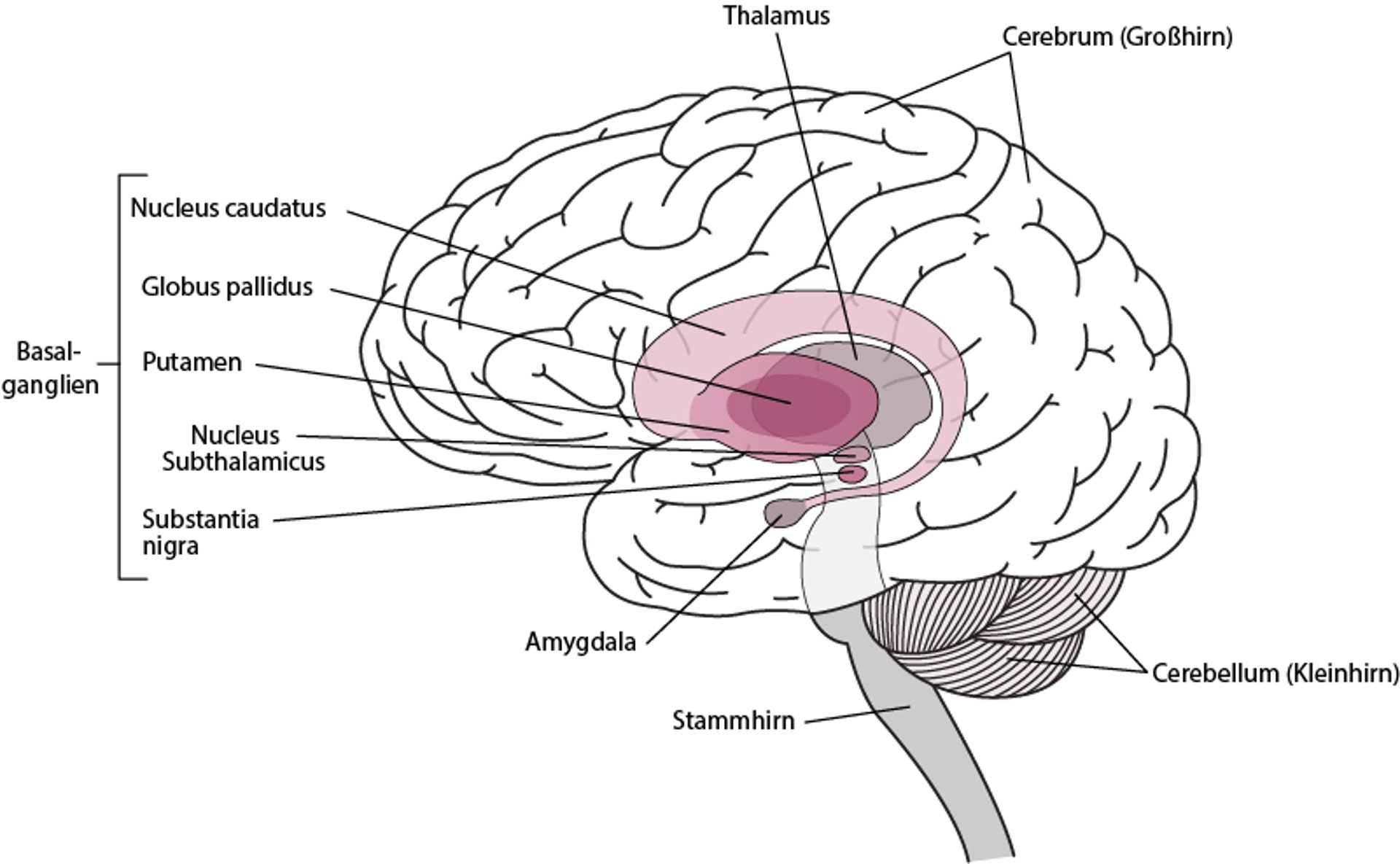 Lokalisation der Basalganglien