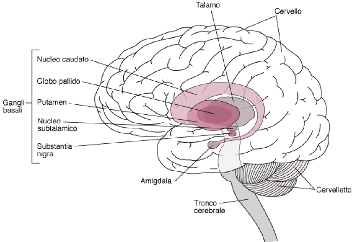 Localizzazione dei gangli basali