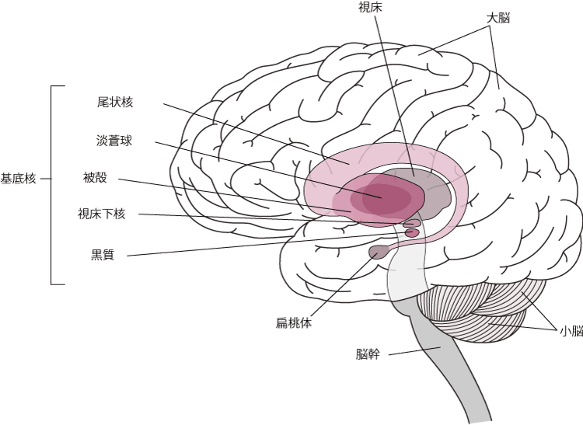大脳基底核の位置