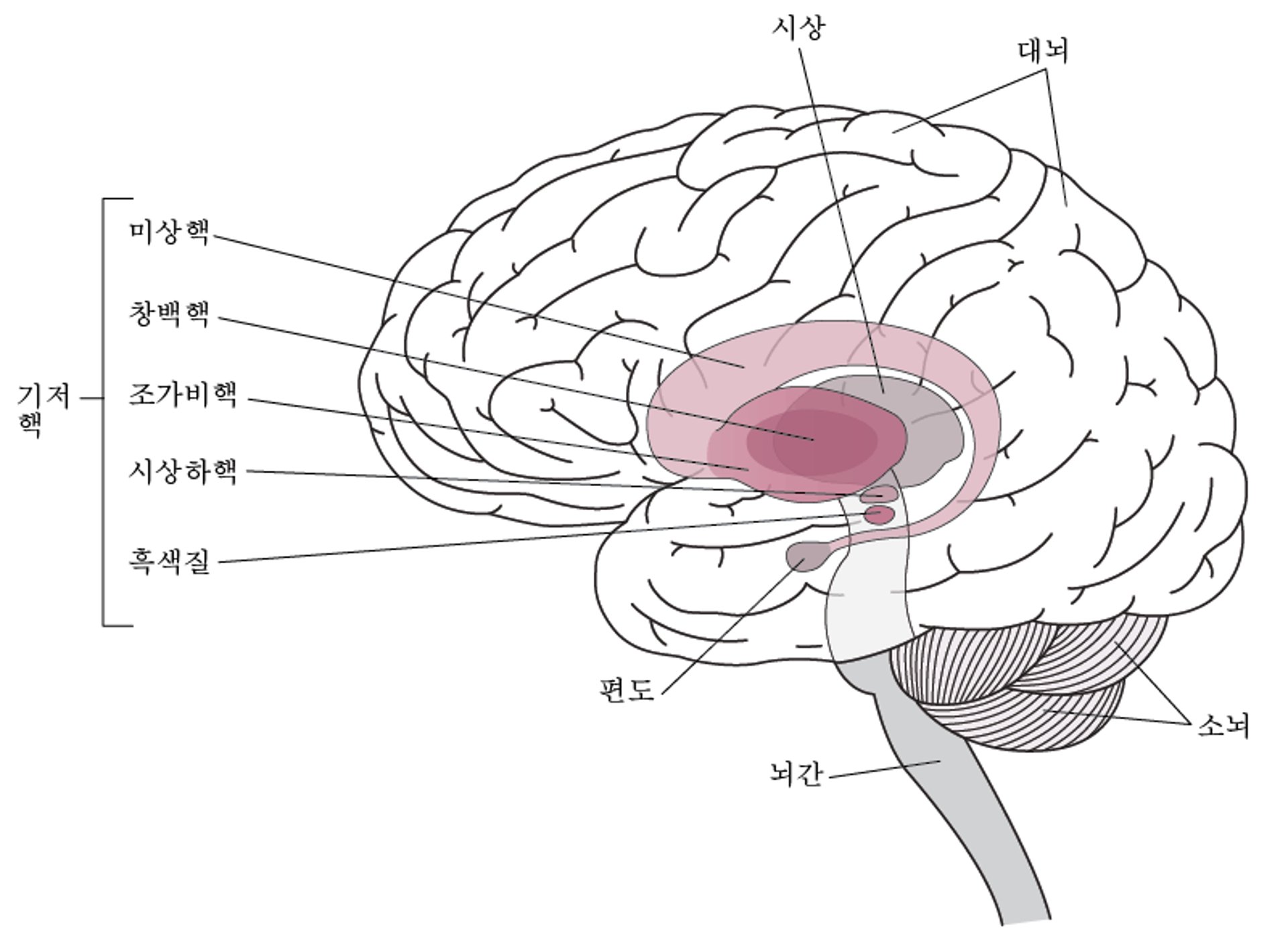 기저핵의 위치