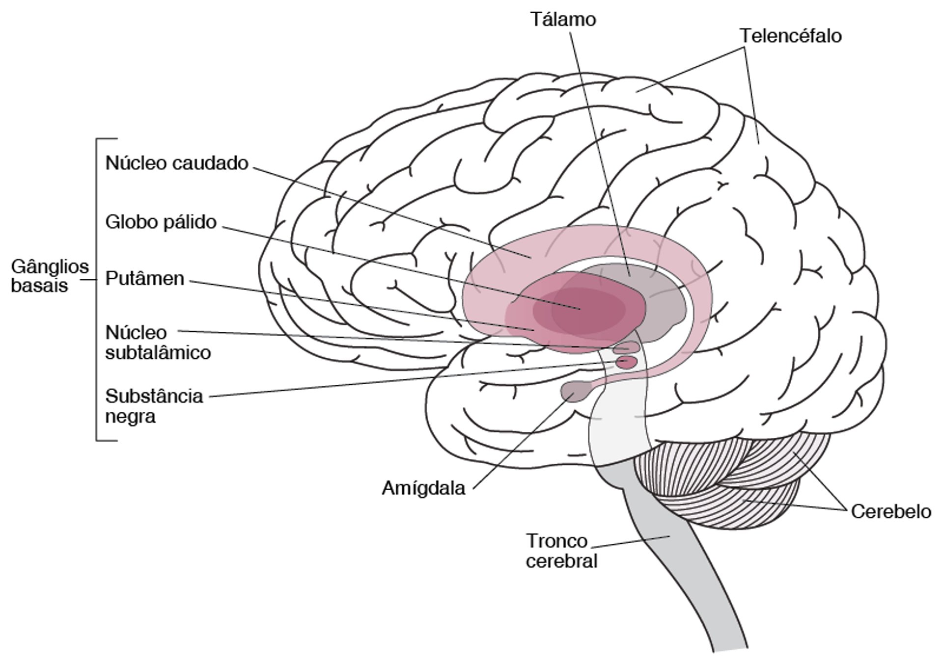 Localizando os gânglios basais