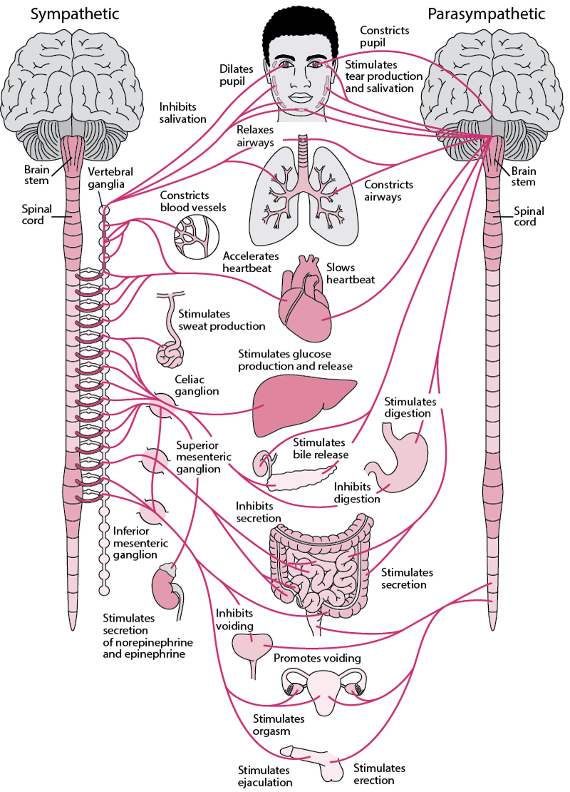 Autonomic Nervous System