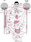 الجهازُ العصبي اللاإرادي Autonomic Nervous System