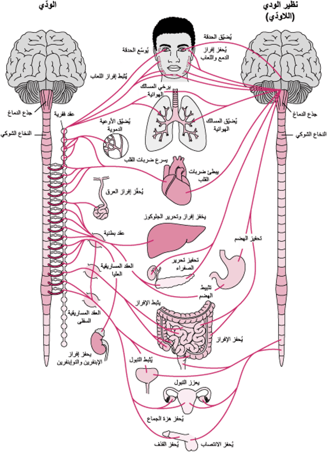 الجهازُ العصبي اللاإرادي Autonomic Nervous System
