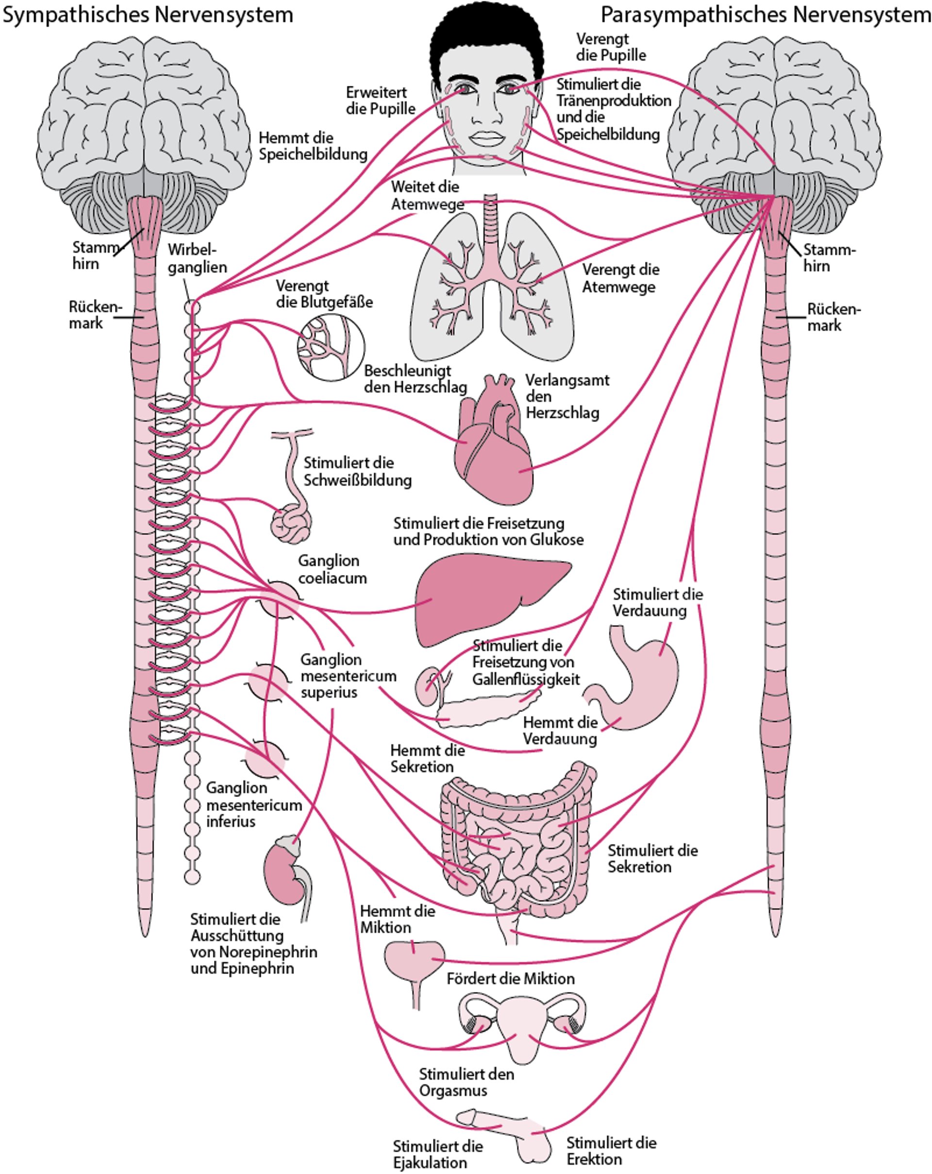 Vegetatives Nervensystem