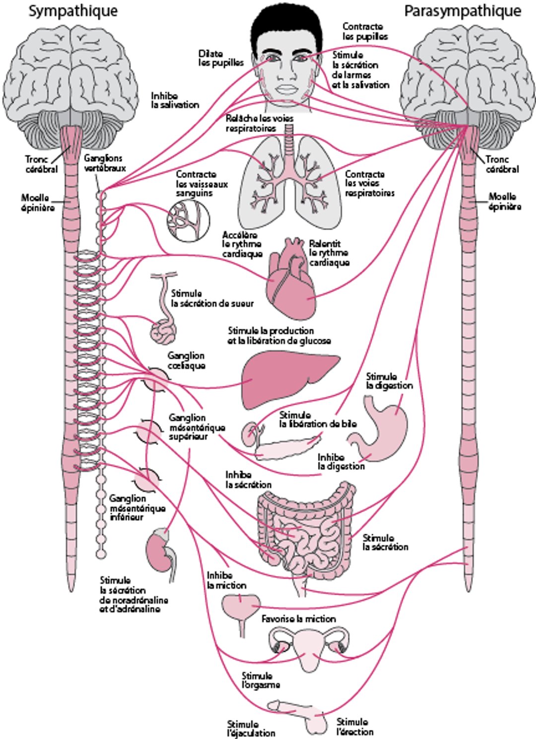 Système nerveux autonome