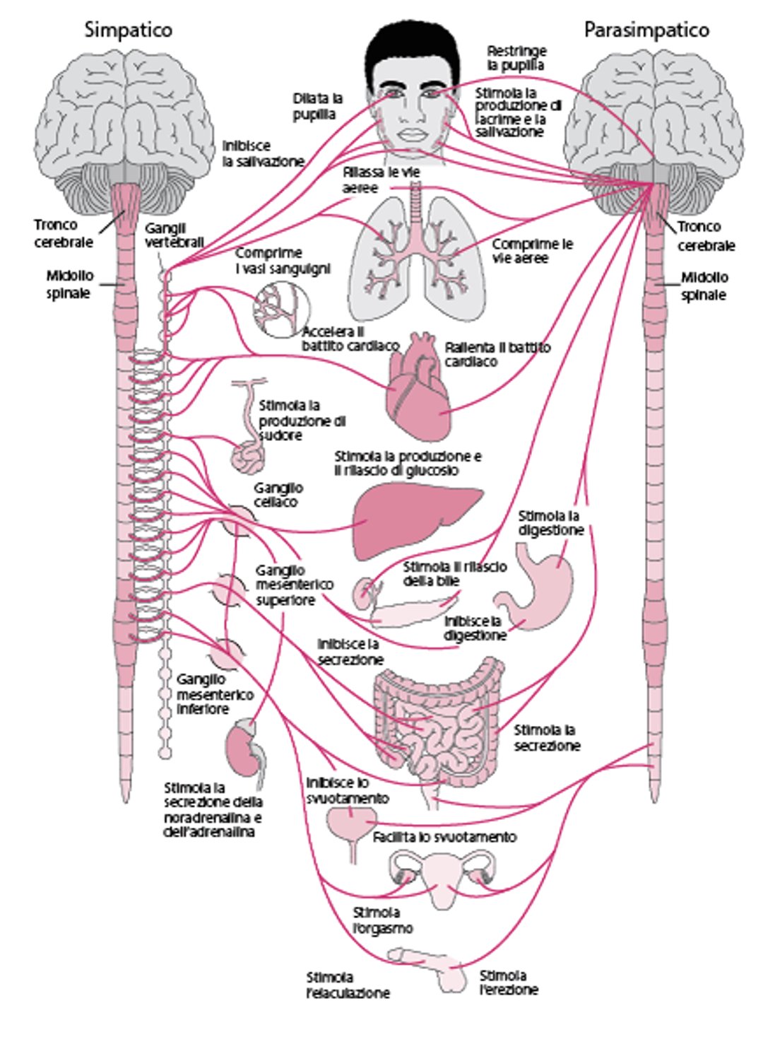 Sistema nervoso autonomo