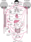 自律神経系