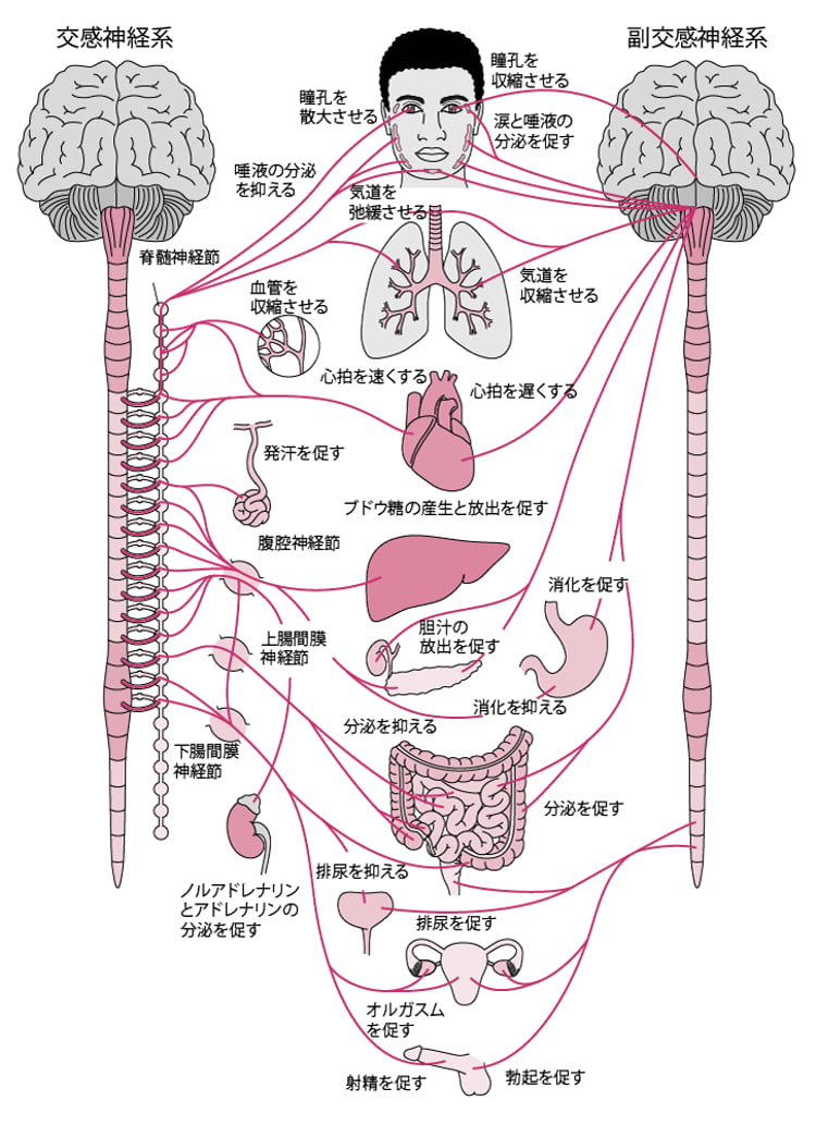 自律神経系の概要 - 脳、脊髄、神経の病気 - MSDマニュアル家庭版