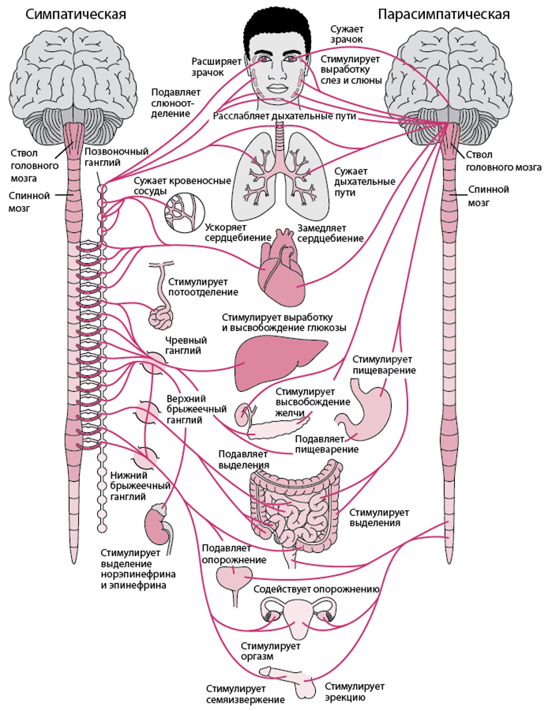 Вегетативная нервная система
