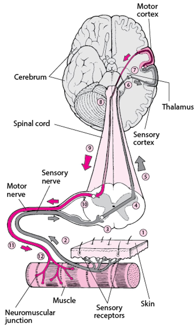 Using the Brain to Move a Muscle