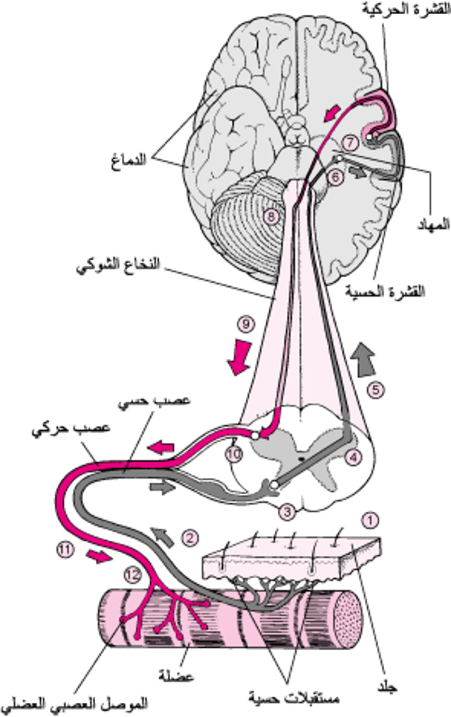 استخدامُ الدماغ لتحريك إحدى العضلات