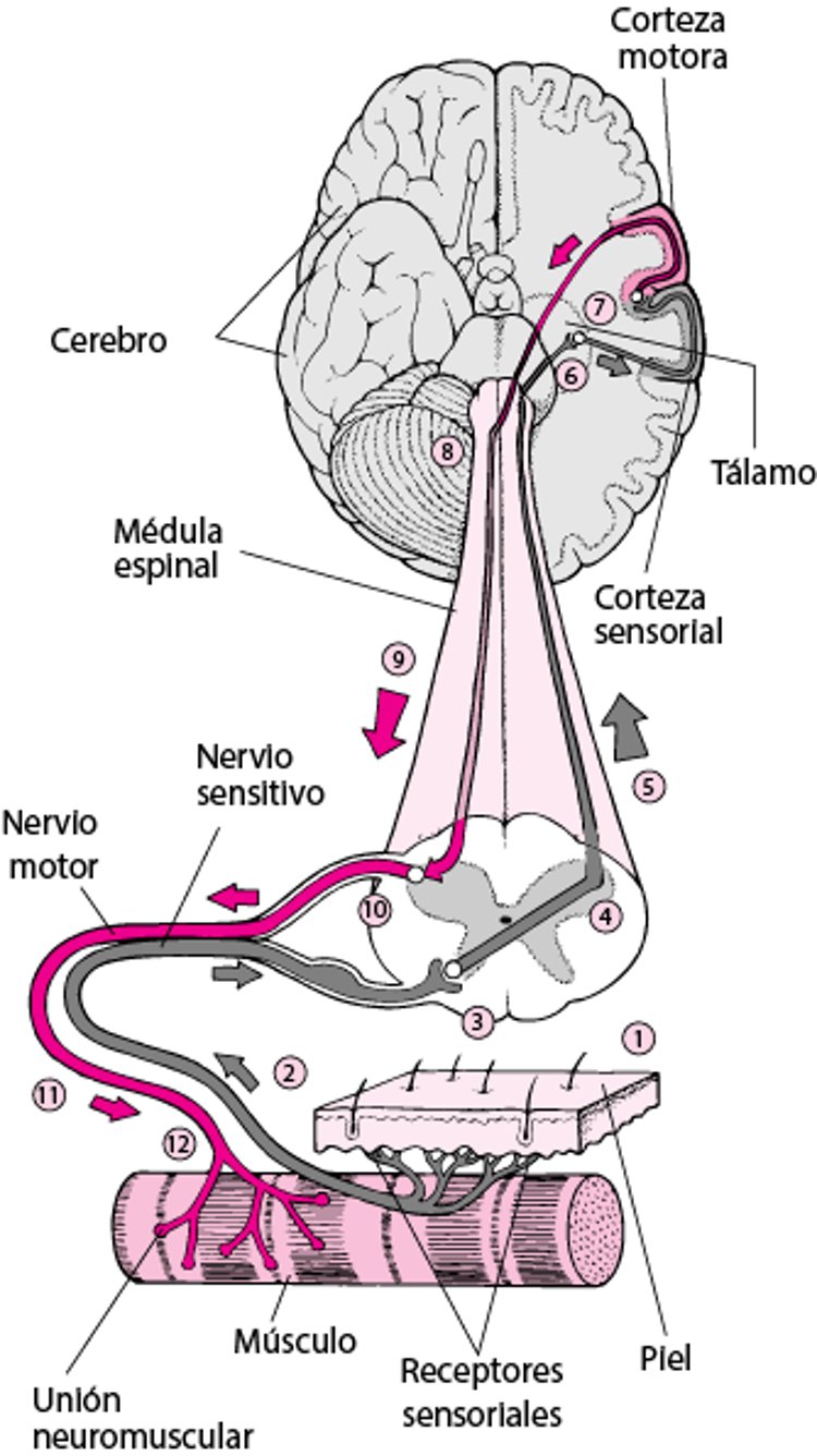 Usar el cerebro para mover un músculo