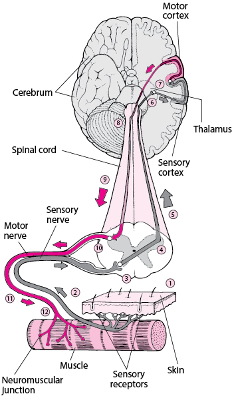 Utiliser le cerveau pour faire bouger un muscle