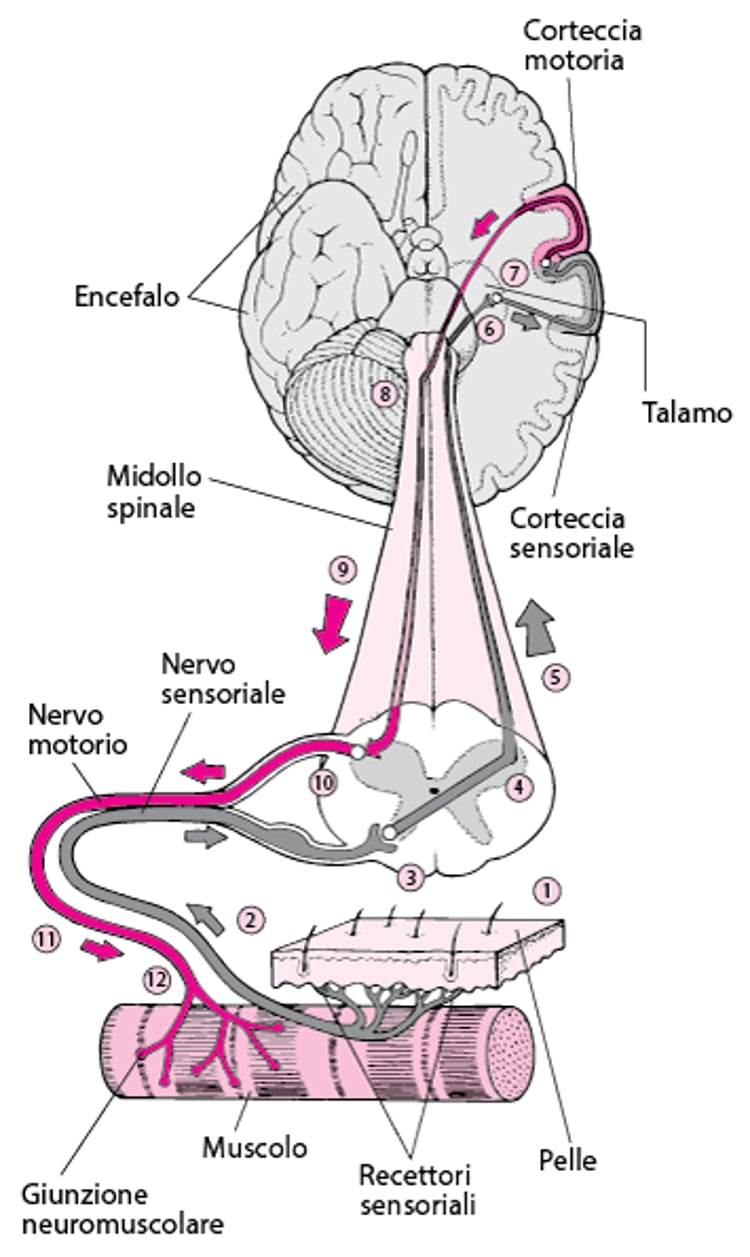 Uso del cervello per muovere un muscolo