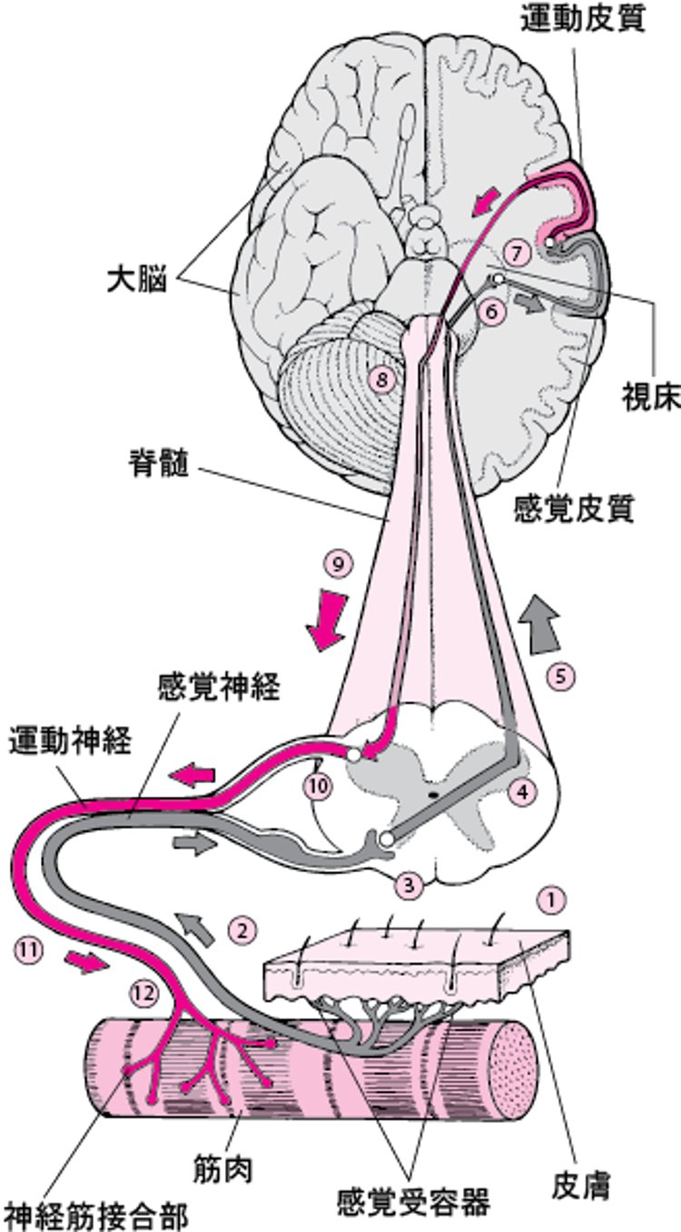 脳を使って筋肉を動かす