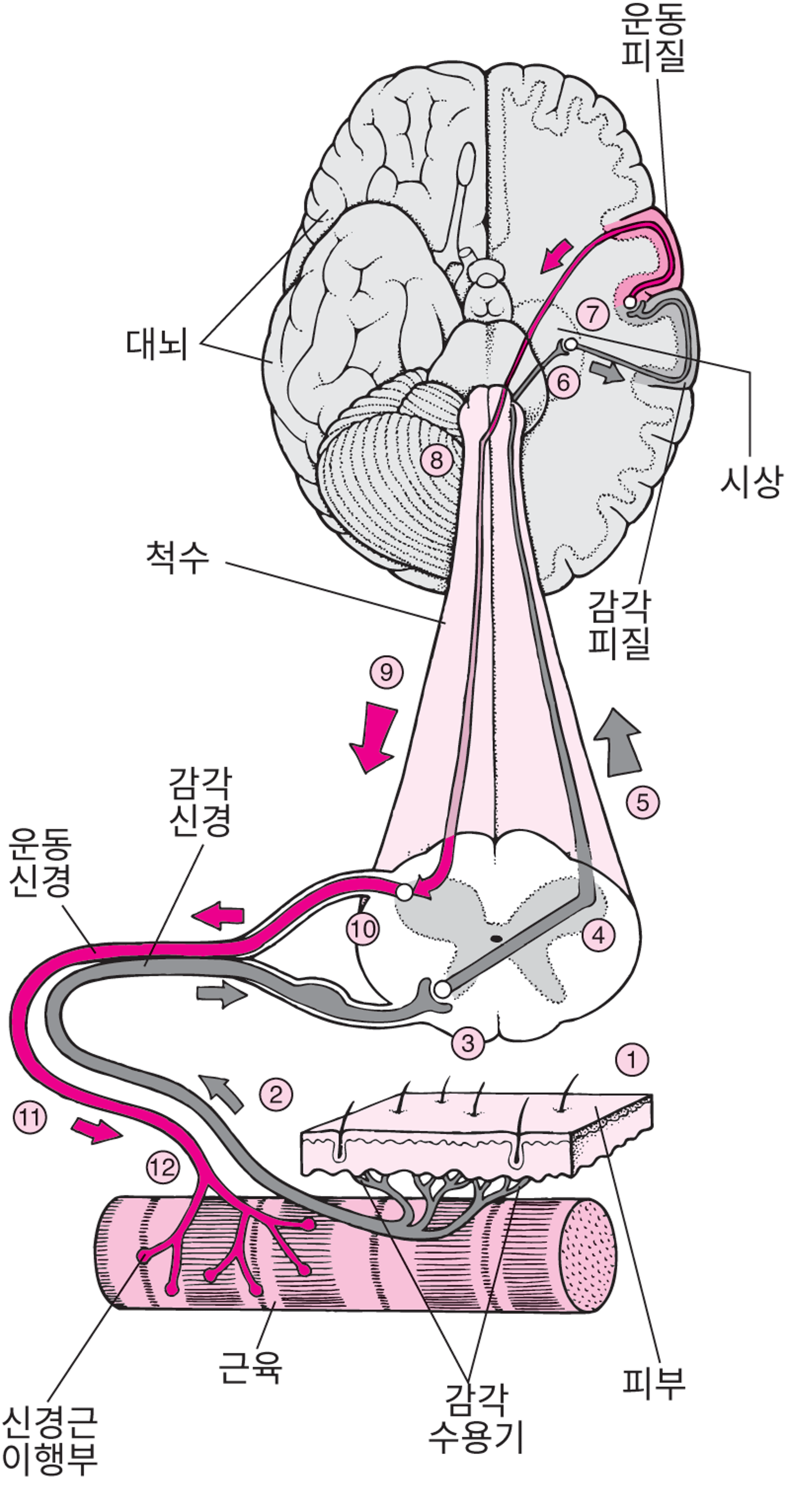 뇌를 이용하여 근육 움직이기
