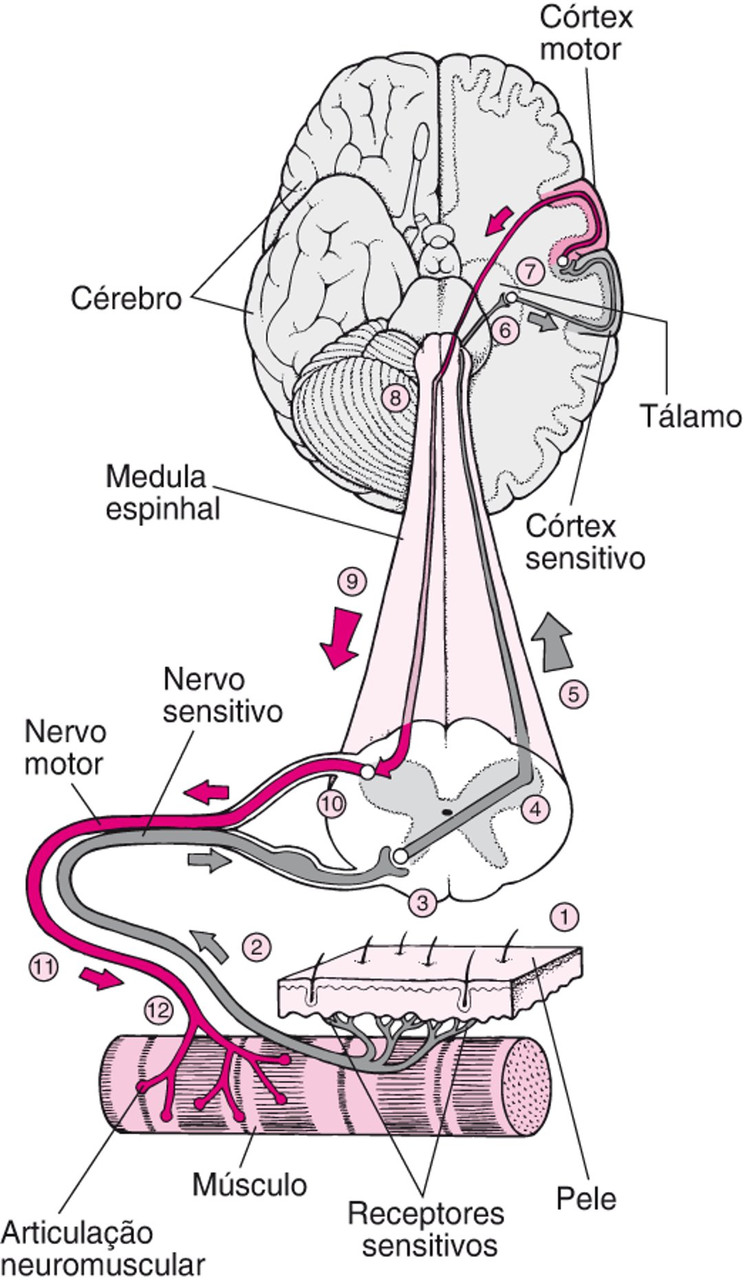 Usar o cérebro para mover um músculo