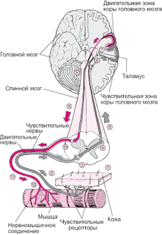 Как мозг управляет мышцами