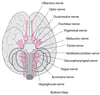 Viewing the Cranial Nerves
