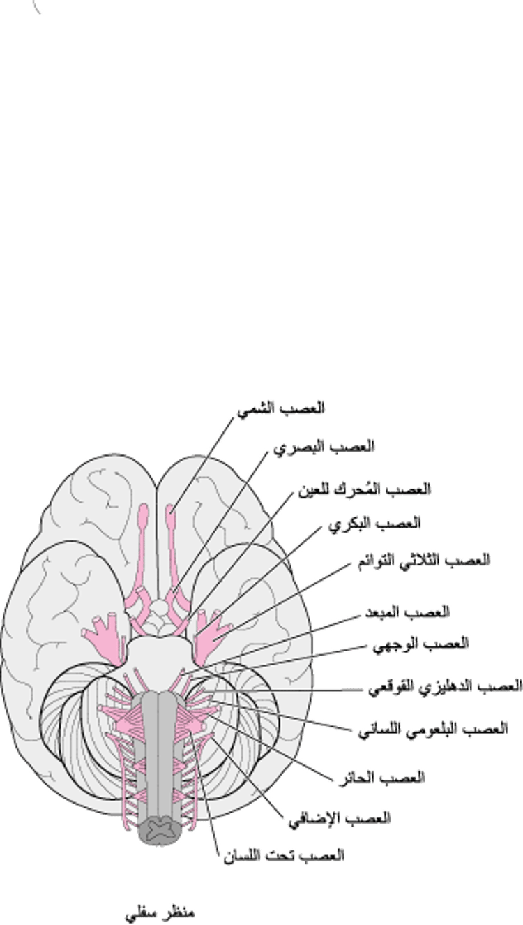 منظر للأعصاب القحفية