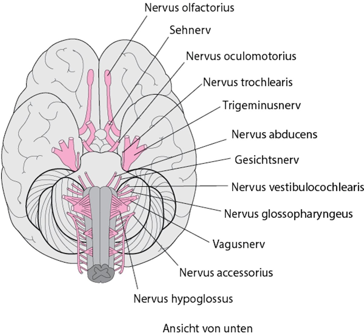 Betrachtung der Hirnnerven