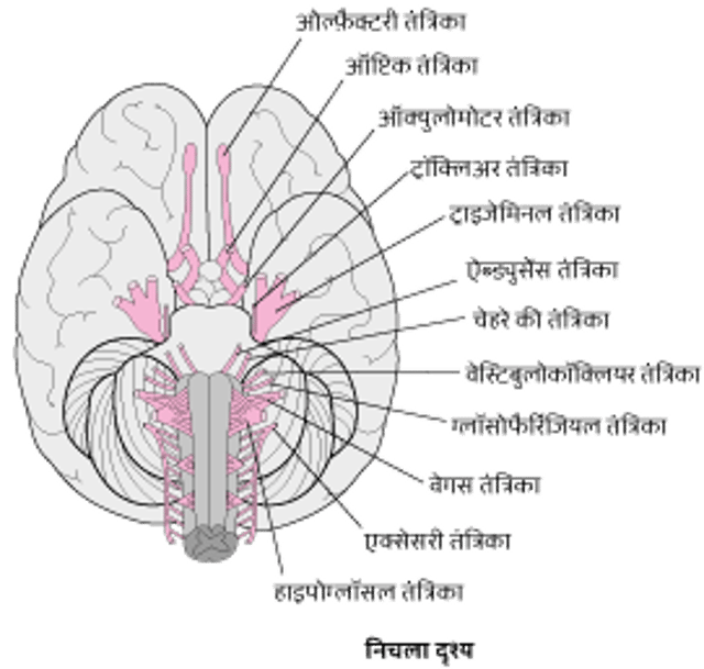 क्रेनियल तंत्रिकाओं को देखना