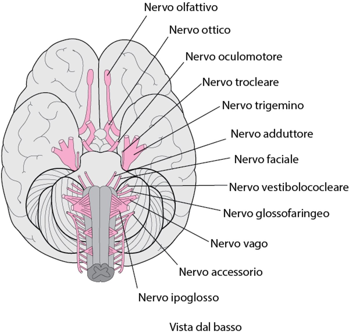 Schema dei nervi cranici