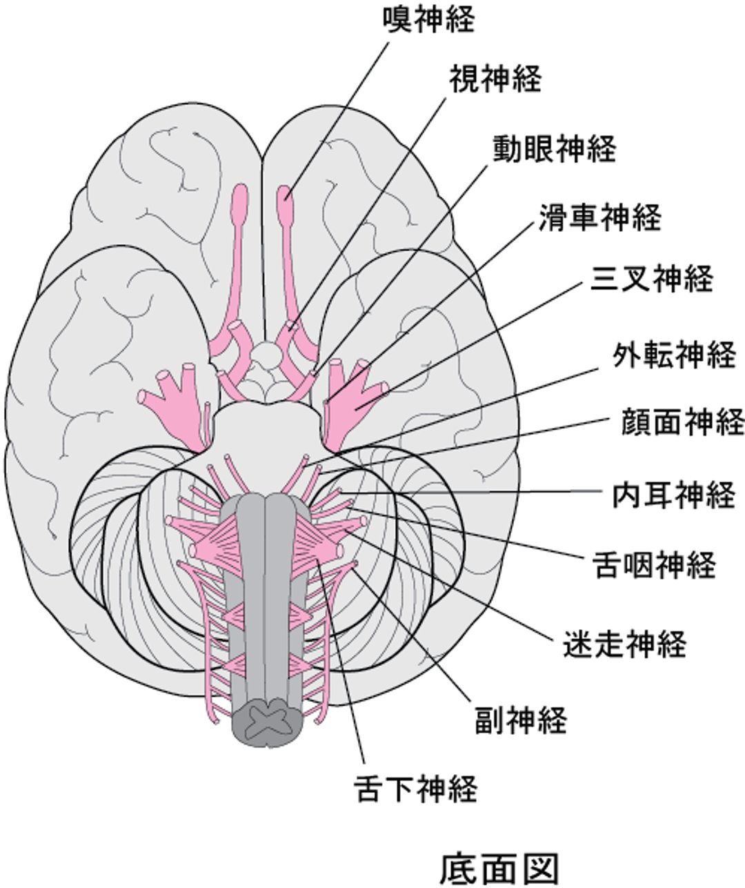 脳神経の構成