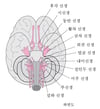 뇌신경 보기