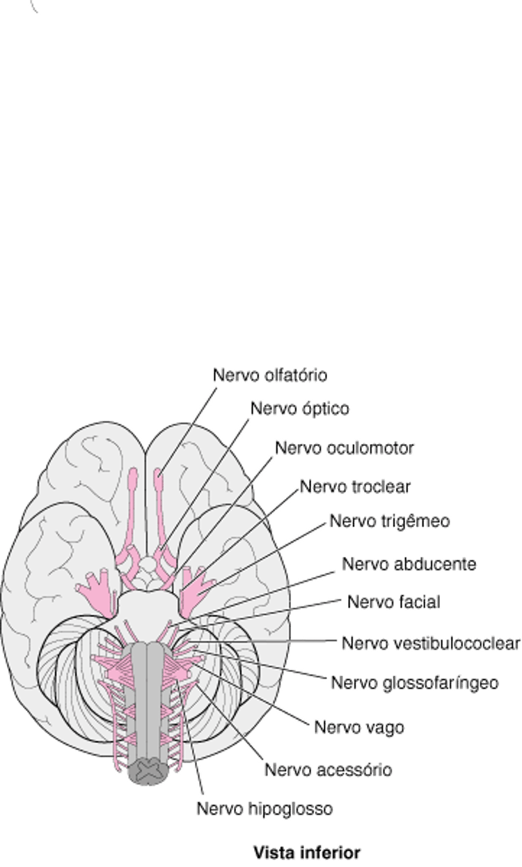 Visualização dos nervos cranianos