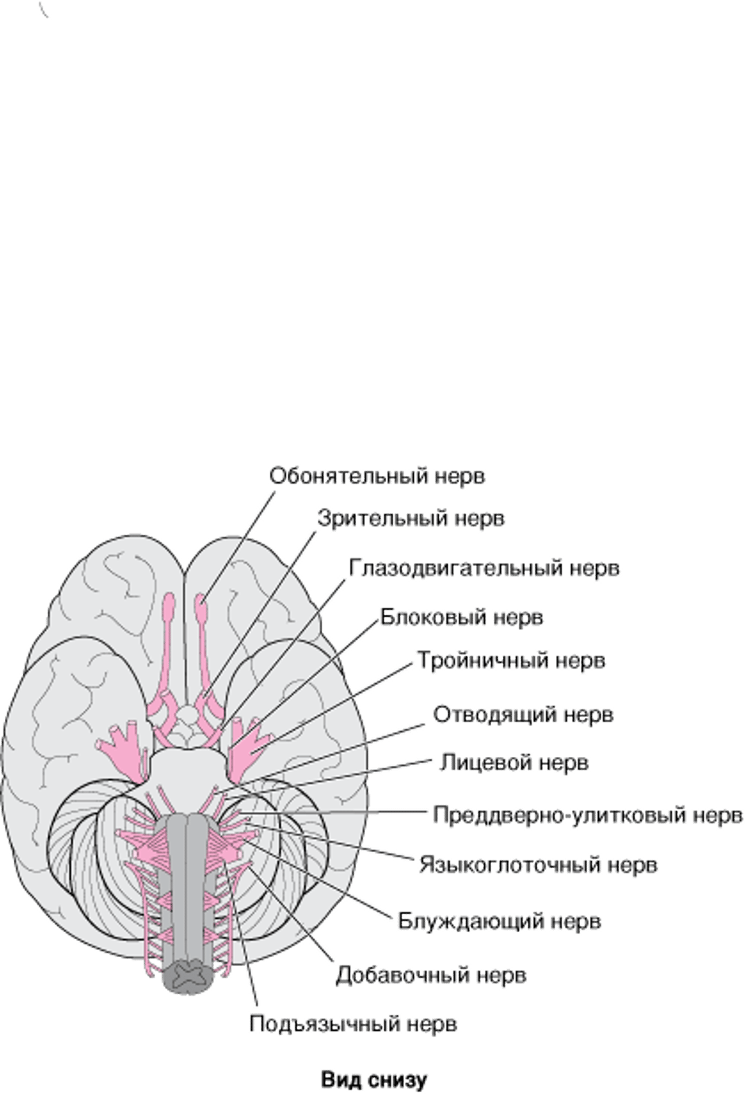 Изображение черепных нервов