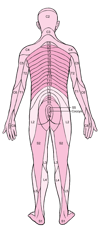 Dermatomes