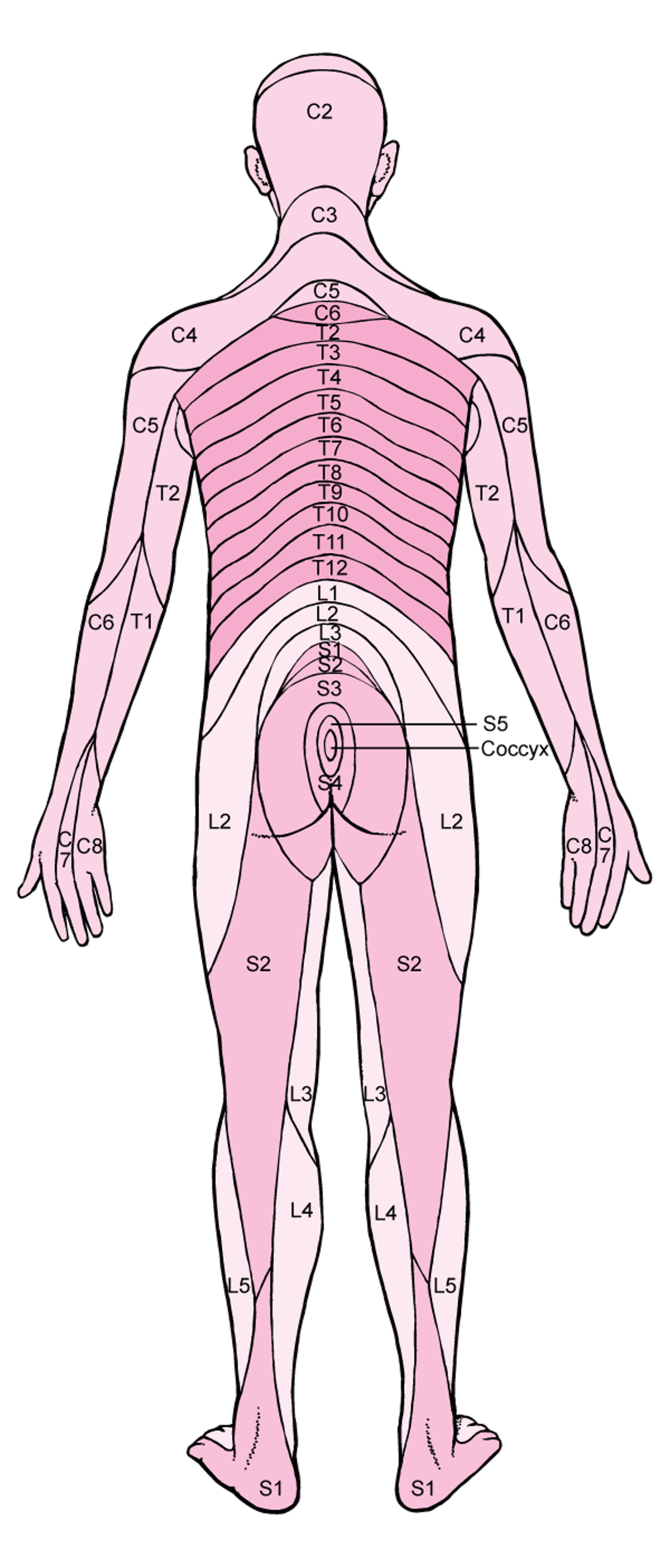 Dermatomes